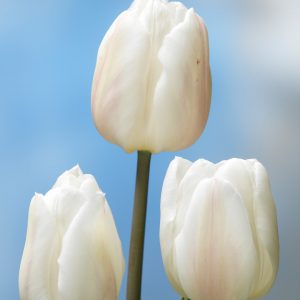 Beautiful strong white tulip 'White Marvel'