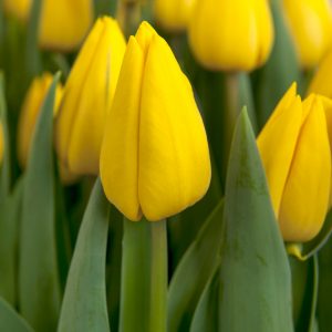 Beautiful yellow tulip 'Yellow Master'