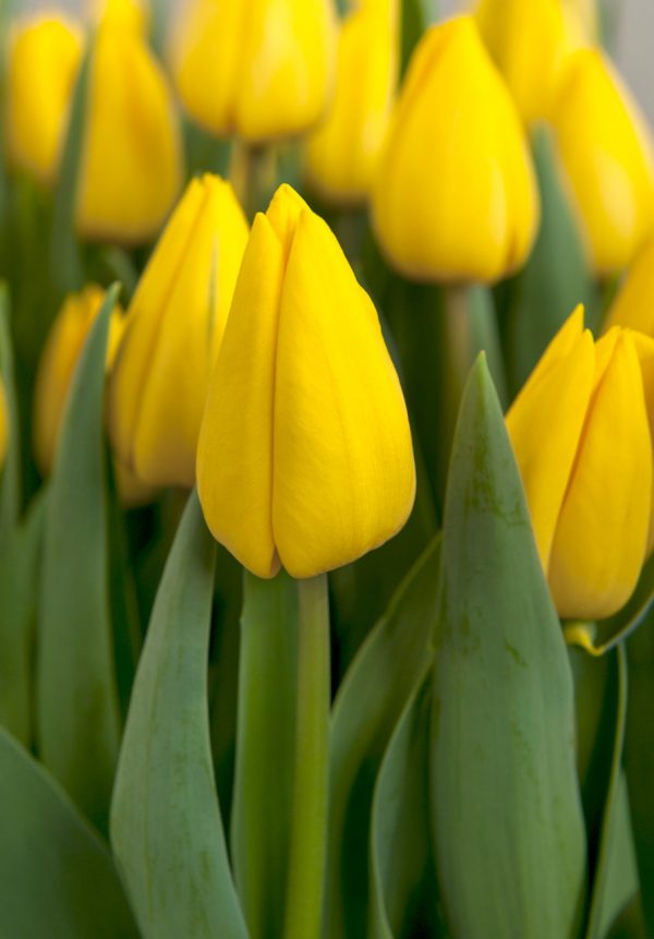 Beautiful yellow tulip 'Yellow Master'