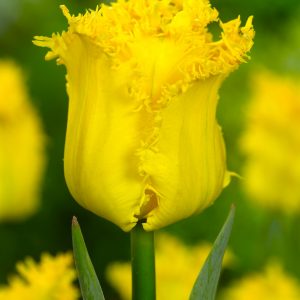 Beautiful fringed yellow tulip 'Yellow Valery'