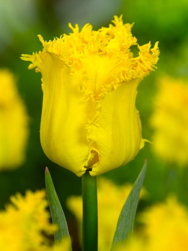 Beautiful fringed yellow tulip 'Yellow Valery'