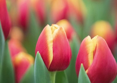 Tulip Trade Event 2020