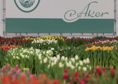 Different colors of Tulips on a show