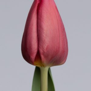 Single purple tulip: Anita Witzier