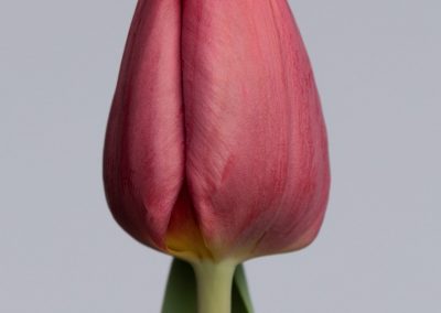 Beautiful dark red tulip: Anita Witzier
