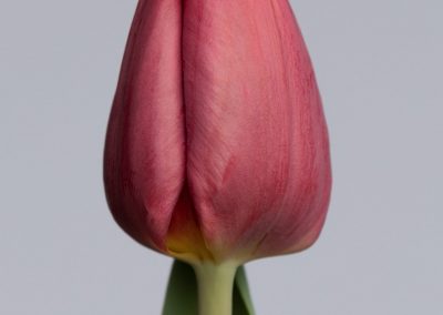 Single purple tulip: Anita Witzier