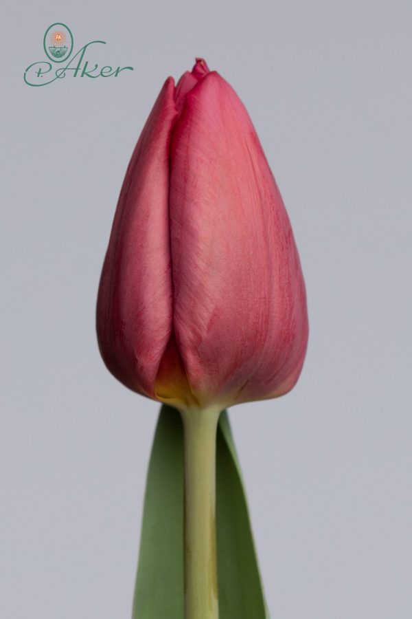 Single purple tulip: Anita Witzier