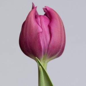 Round double purple tulip