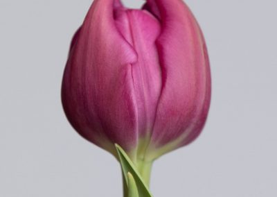 Round double purple tulip