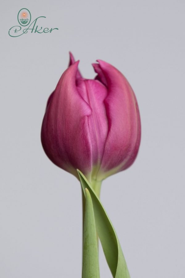 Round double purple tulip