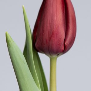 Dark red tulip Carpaccio