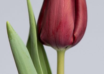 Dark red tulip Carpaccio