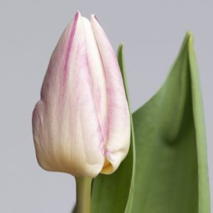 Single pink tulip Flaming Prince