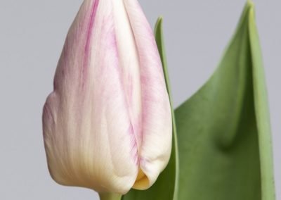 Single pink tulip Flaming Prince