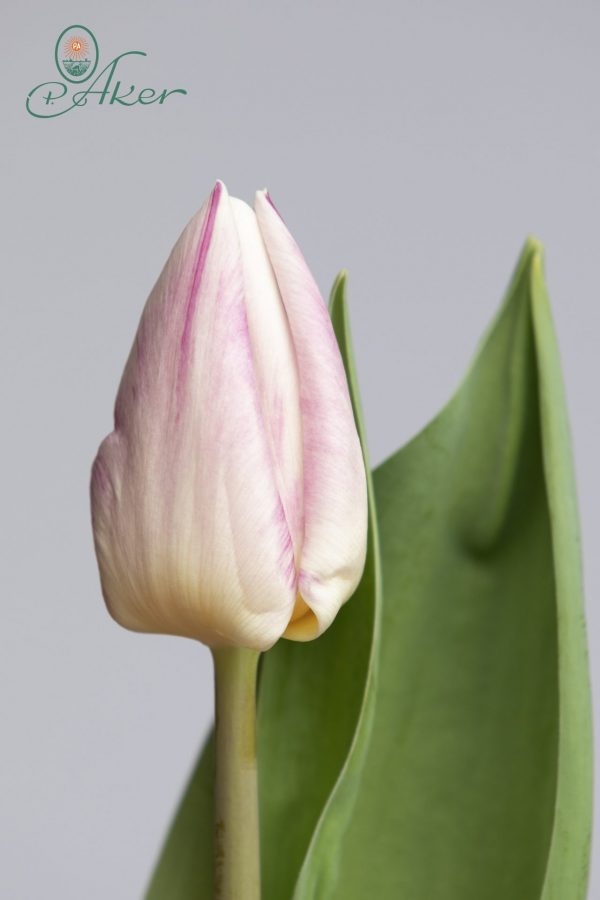 Single pink tulip Flaming Prince