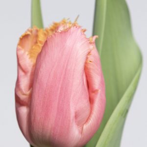 Light pink fringed tulip Heartbeat