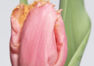 Light pink fringed tulip Heartbeat