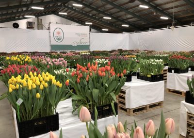 Tulip Trade Event 2020