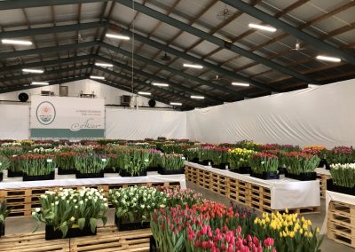 Tulip Trade Event 2020