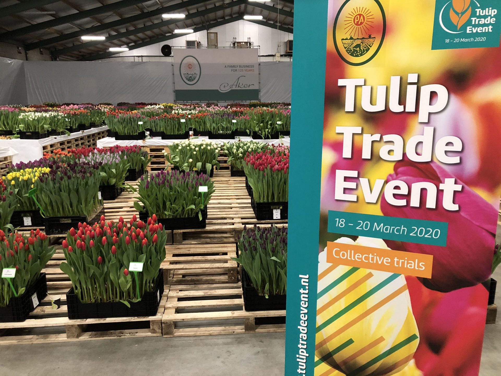 Tulip Trade Event 2020 at P. Aker the digital way