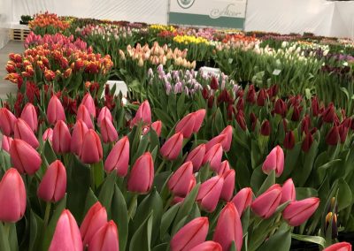 Tulip Trade Event 2020