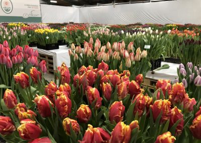 Tulip Trade Event 2020