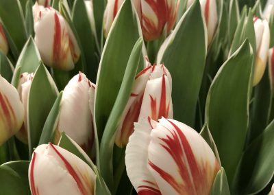 Tulip Trade Event 2020