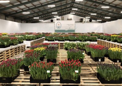 Tulip Trade Event 2020