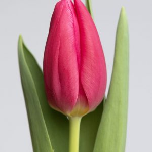 Beautiful dark pink tulip: Ivanka