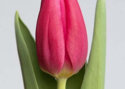 Beautiful dark pink tulip: Ivanka