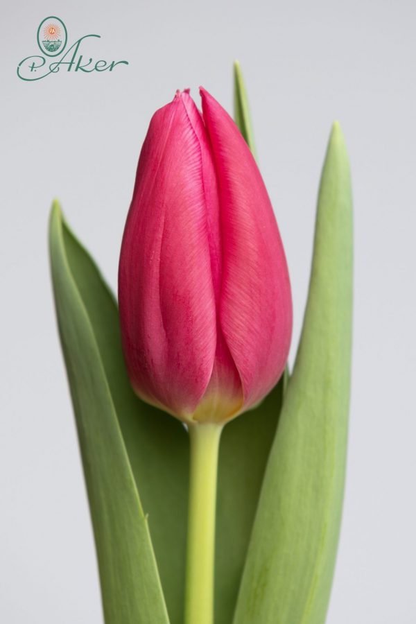 Beautiful dark pink tulip: Ivanka