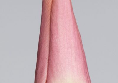Slim light pink tulip