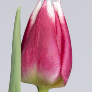 Single pink/white tulip