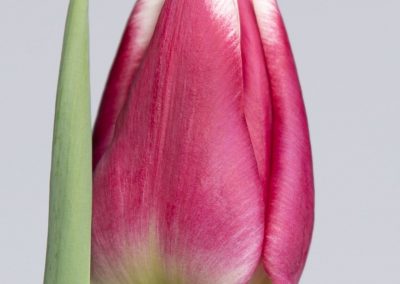 Single pink/white tulip