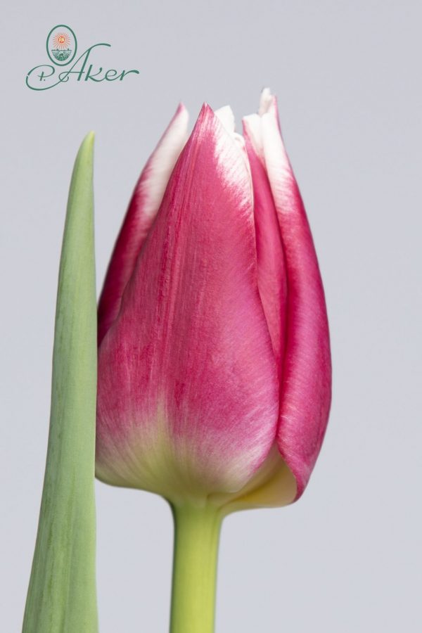 Single pink/white tulip