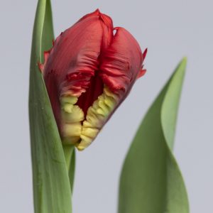 Beautiful red parrot tulip