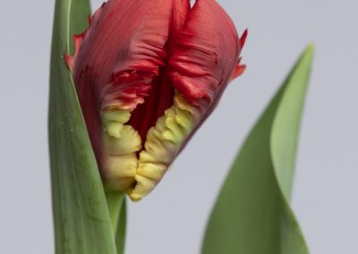 Beautiful red parrot tulip