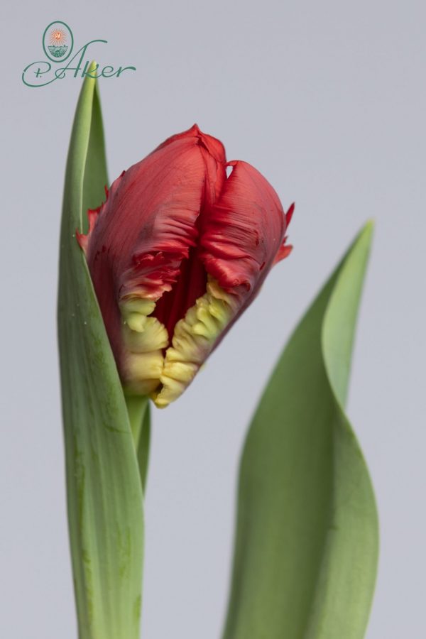 Beautiful red parrot tulip