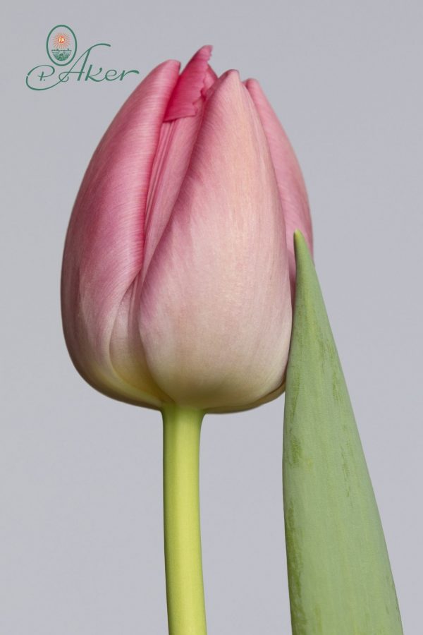 Beautiful purple tulip