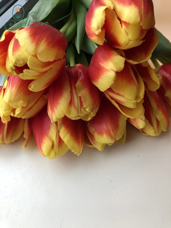 Bounch of red/yellow tulips