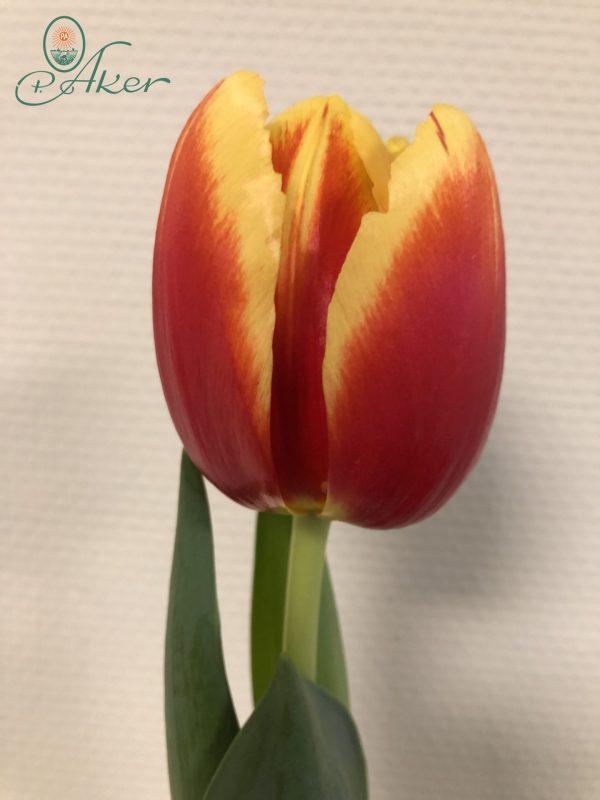 Singel red/yellow tulip