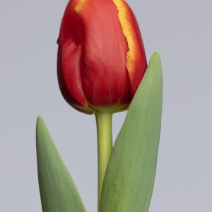 Strong red/yellow tulip Replay