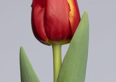 Strong red/yellow tulip Replay