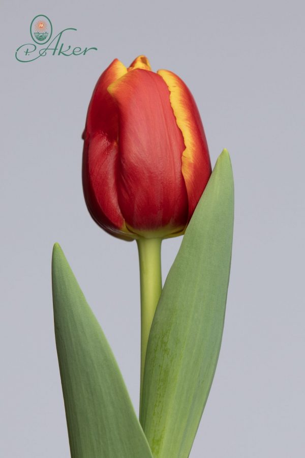 Strong red/yellow tulip Replay