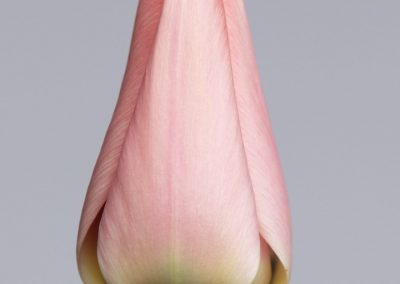 Strong pink tulip Salmon Dessert