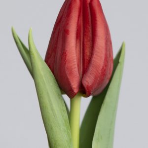 Single dark red tulip