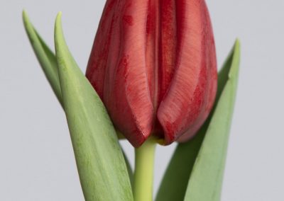 Single dark red tulip