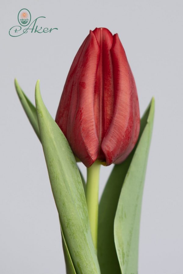 Single dark red tulip