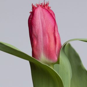 Fringed red tulip