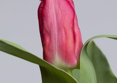 Fringed red tulip
